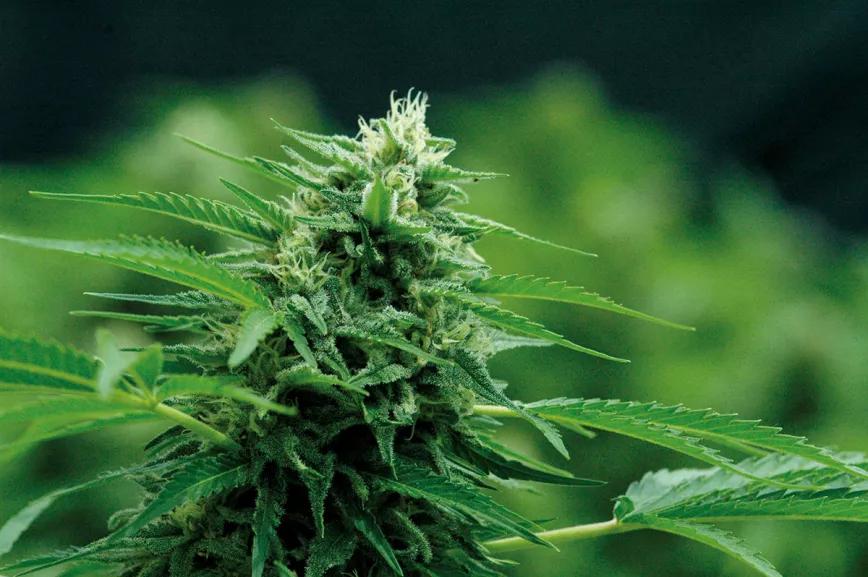 Floración a la carta: técnicas para cosechar en agosto 