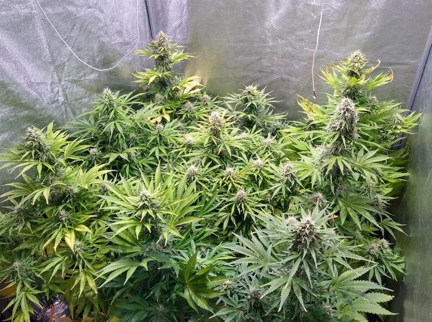 Cómo hacer fácilmente tus propios fertilizantes de floración 