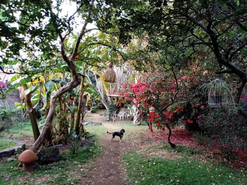 El alma del venado Por Marc Caellas