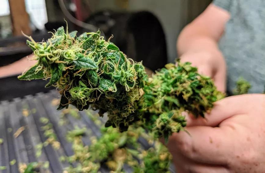 Los agricultores de Washington temen que la obtención de THC desde el CBD arruine su negocio