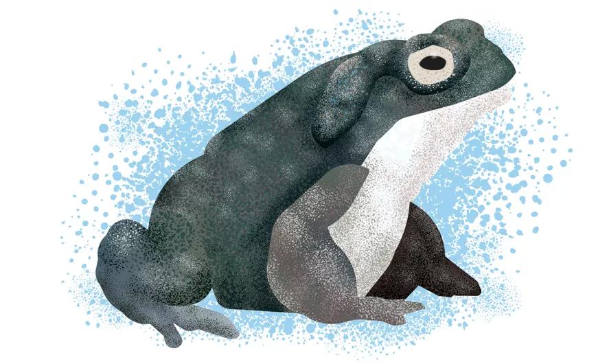 No, la “bufantoína” no existe