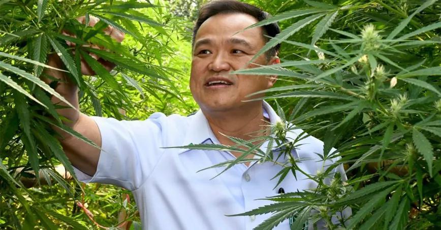 Tailandia declarará cuatro variedades de cannabis como Patrimonio Nacional 