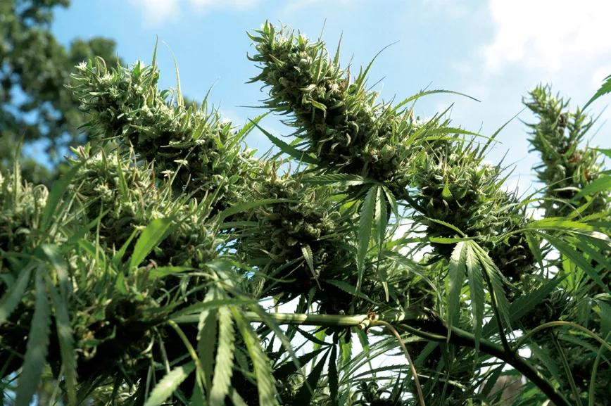 Control total del crecimiento: cómo conseguir la forma perfecta 