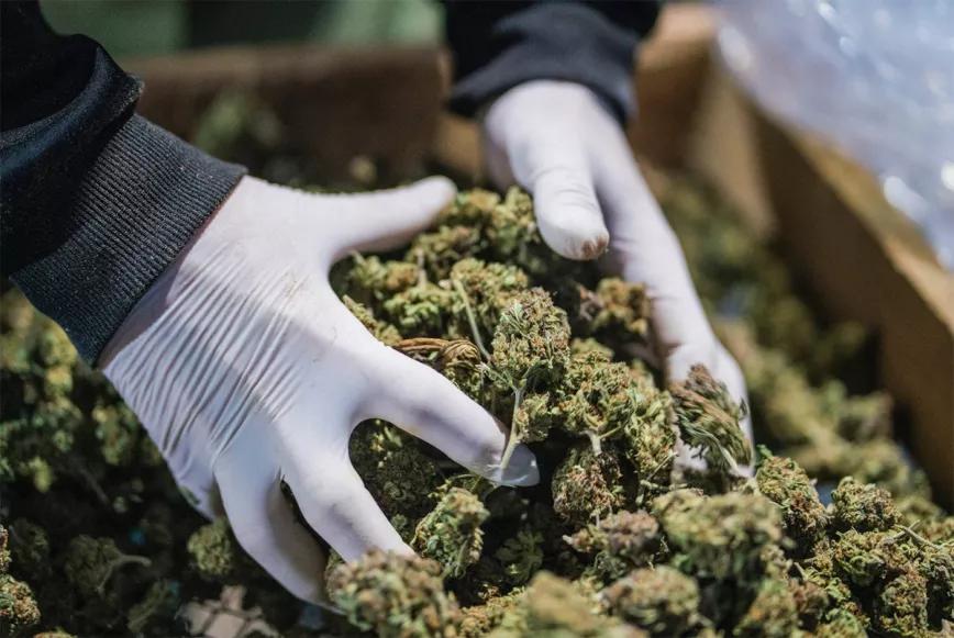 Empresarios del cáñamo piden la regulación del delta-8-THC en EE UU