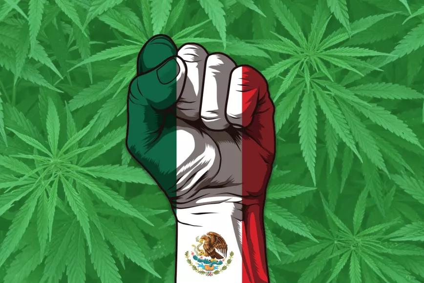 México legaliza el cannabis a través del poder judicial 