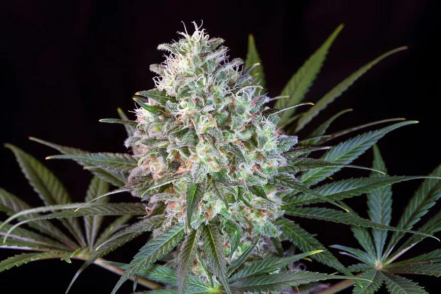 Características de los híbridos: la opinión de Paradise 