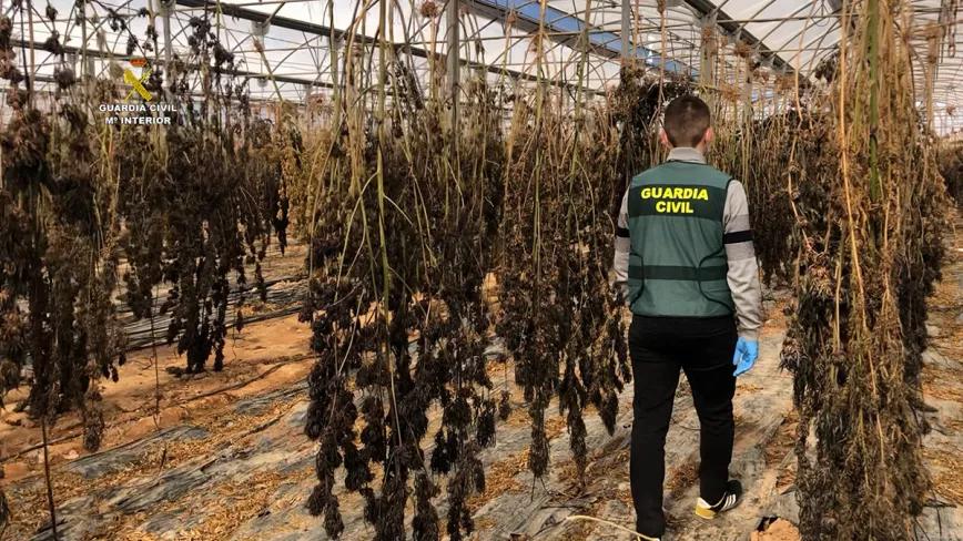 Tres años de cárcel y multa de 1,9 millones de euros para un agricultor de cáñamo industrial 