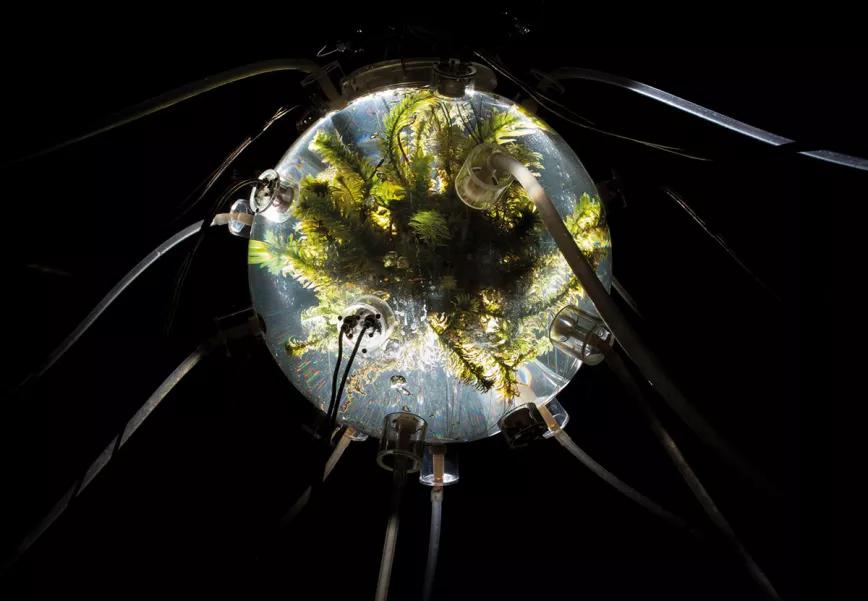 Cuando el mundo es un holobionte. Bioarte o el futuro de las relaciones entre especies 