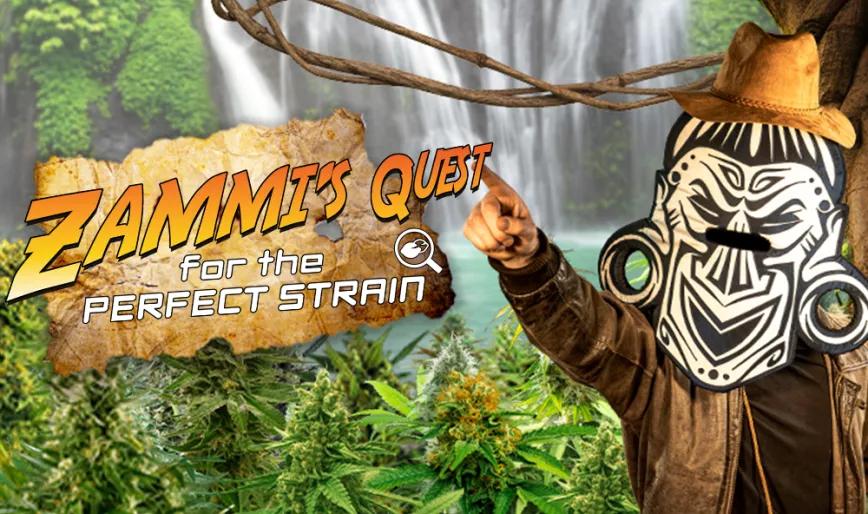 El buscador de semillas de Zamnesia te guía de forma sencilla en la elección de la variedad de cannabis más adecuada para ti