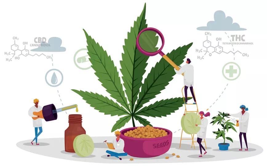 Algunos de los estudios científicos sobre el cannabis más interesantes del año