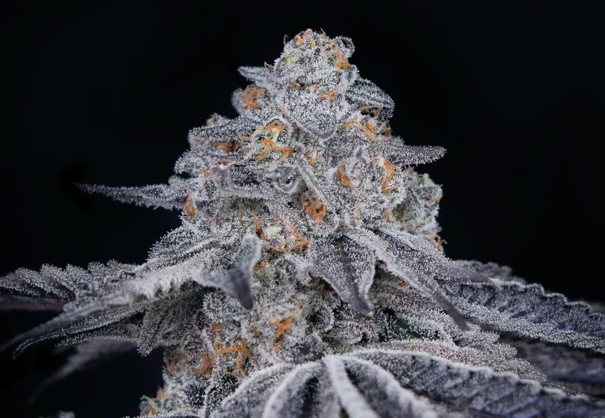 Velvet Moon Green House Seed Company