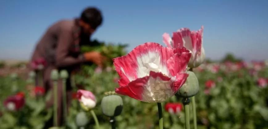 La toma de Afganistán, un país marcado por la producción de opio, puede alterar el mercado de la heroína