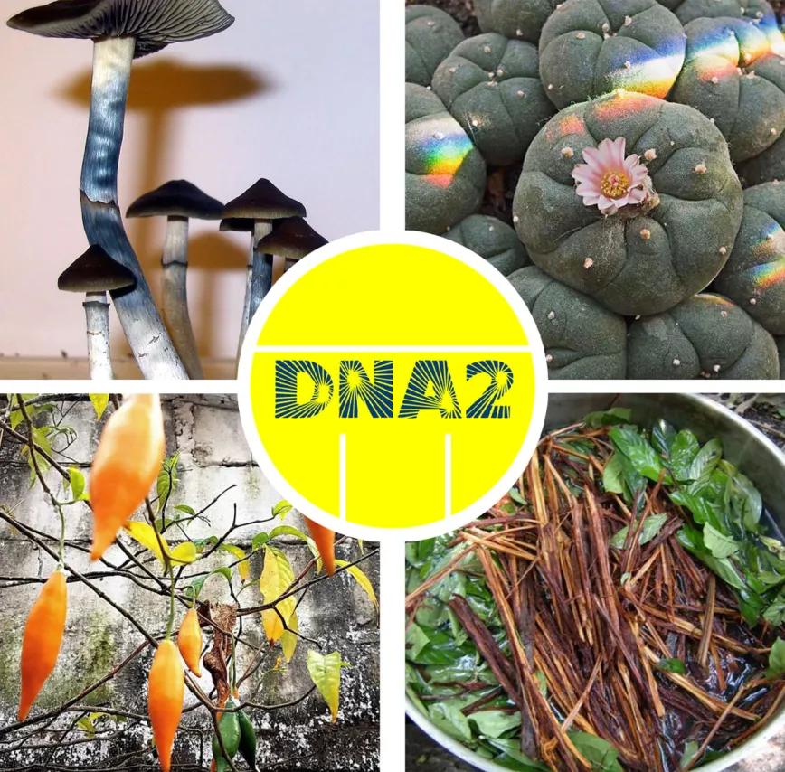 Ann Arbor (Michigan) declara septiembre mes de las plantas y hongos psicodélicos