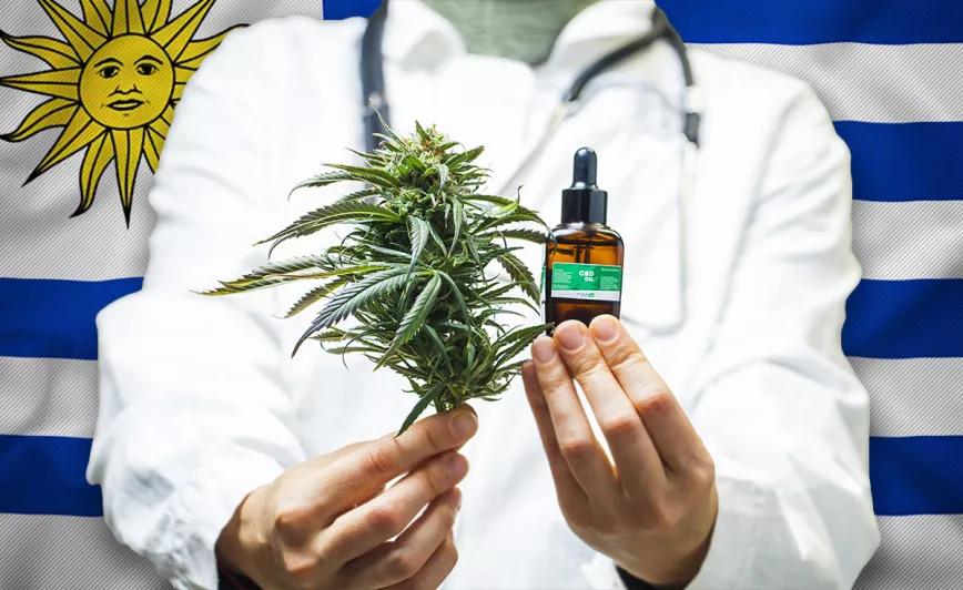La mayoría de médicos Uruguayos han recomendado el uso de cannabis medicinal
