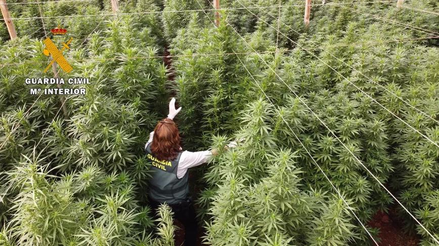 125.000 plantas de marihuana intervenidas y seis detenidos en Almería