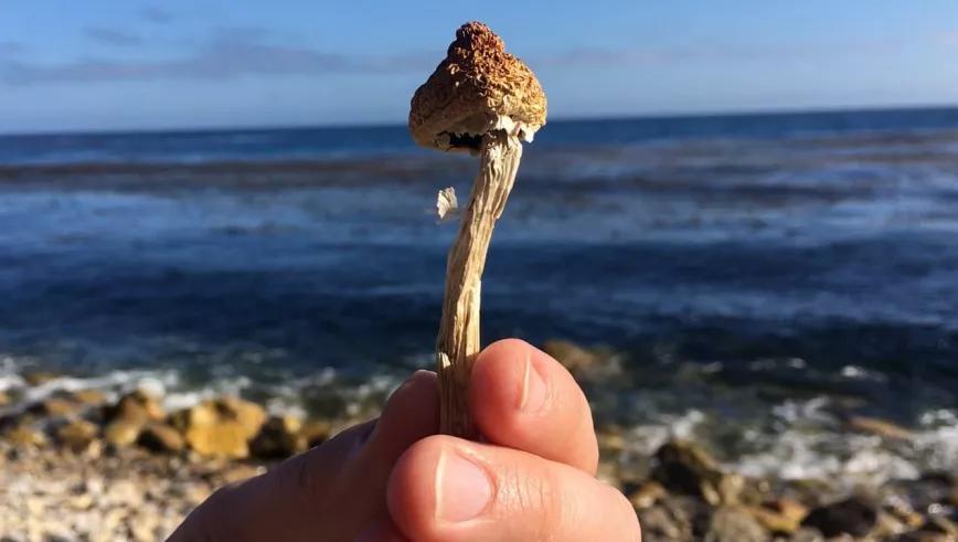 Activistas californianos empiezan a recoger firmas para despenalizar la psilocibina en 2022