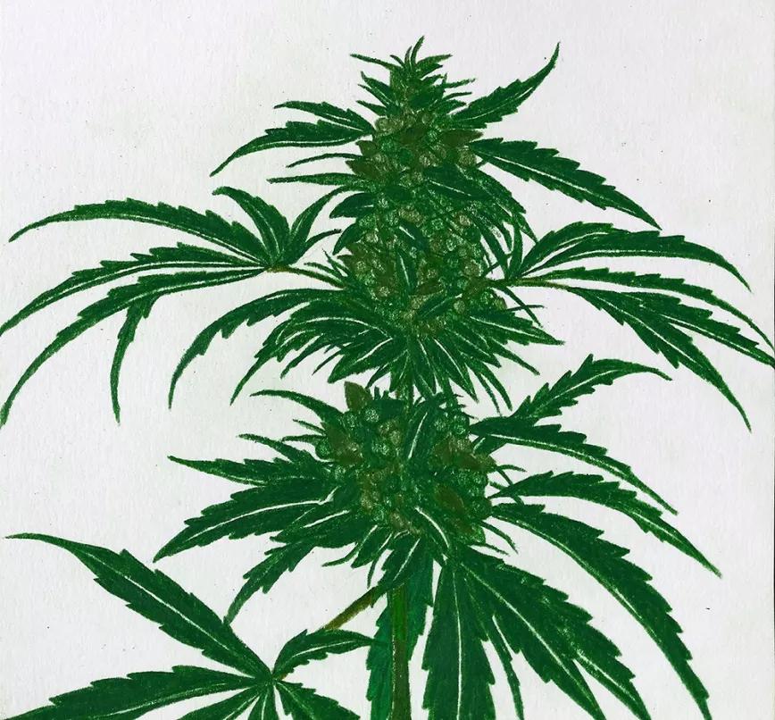 Manejo de la altura al final de la floración