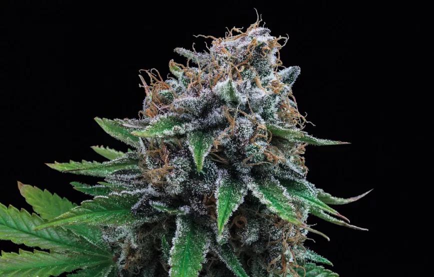 TUTTI GELATO, FRESCURA DEL PACÍFICO