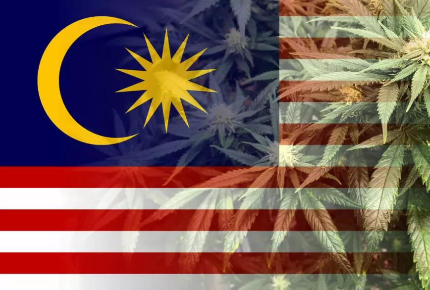 El Gobierno de Malasia estudia regular el cannabis medicinal