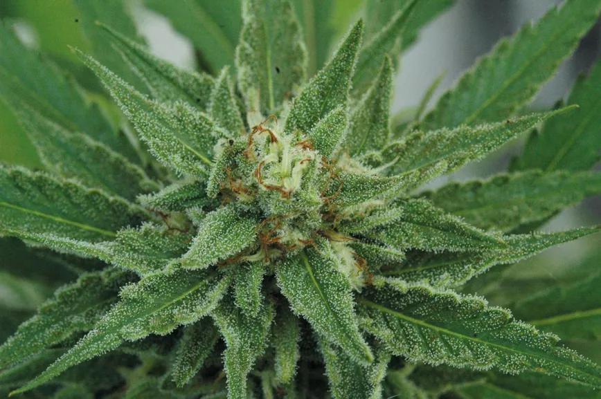 El día que acaba la cosecha y empieza el secado 