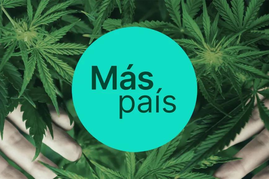 El Congreso vota hoy la tramitación del proyecto de regulación del cannabis de Más País