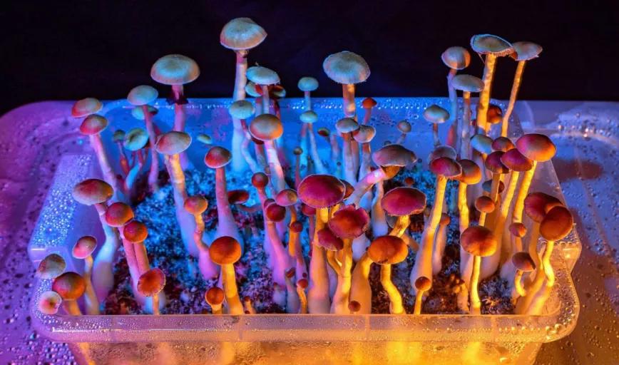 Una tercera ciudad de California despenaliza el uso de psicodélicos 