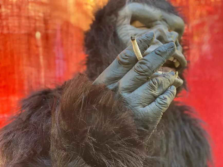 Activistas disfrazados de simios bailan ante la DEA para pedirle que evolucione sus políticas sobre drogas 