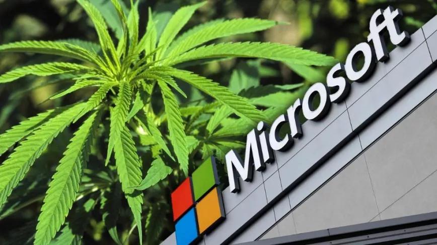 Microsoft investiga el cáñamo para construir edificios capaces de absorber carbono