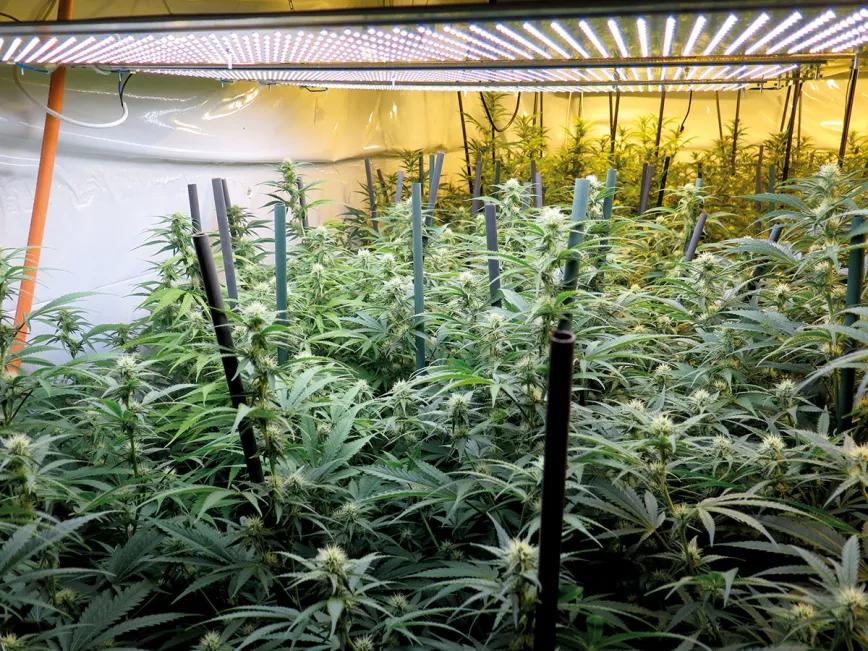 Iluminación para maestros del cultivo: PAR, PPFD, LDI y otras siglas útiles 