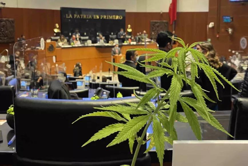 El proyecto para regular el cannabis recreativo en México vuelve a una comisión del Senado