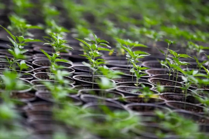 Ondara espera las primeras plantas de cannabis y estima que el 80% de los trabajadores en ERTE no se reincorporará