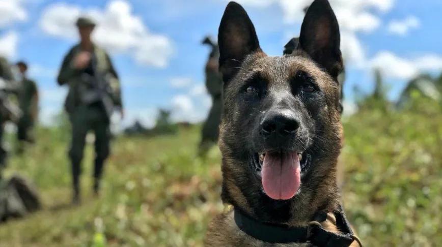 Detienen a cuatro policías colombianos acusados de tráfico de estupefacientes