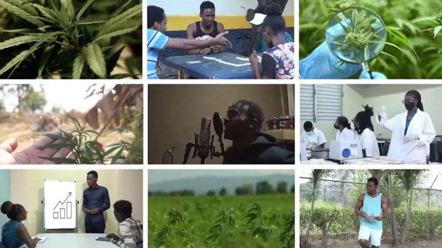 Jamaica lanza una campaña educativa sobre el cannabis a ritmo de reggae 