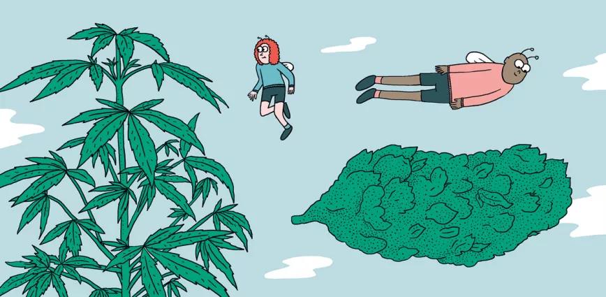 Aprende a cultivar ‘indoor’: doce pasos esenciales entre la germinación y la cosecha