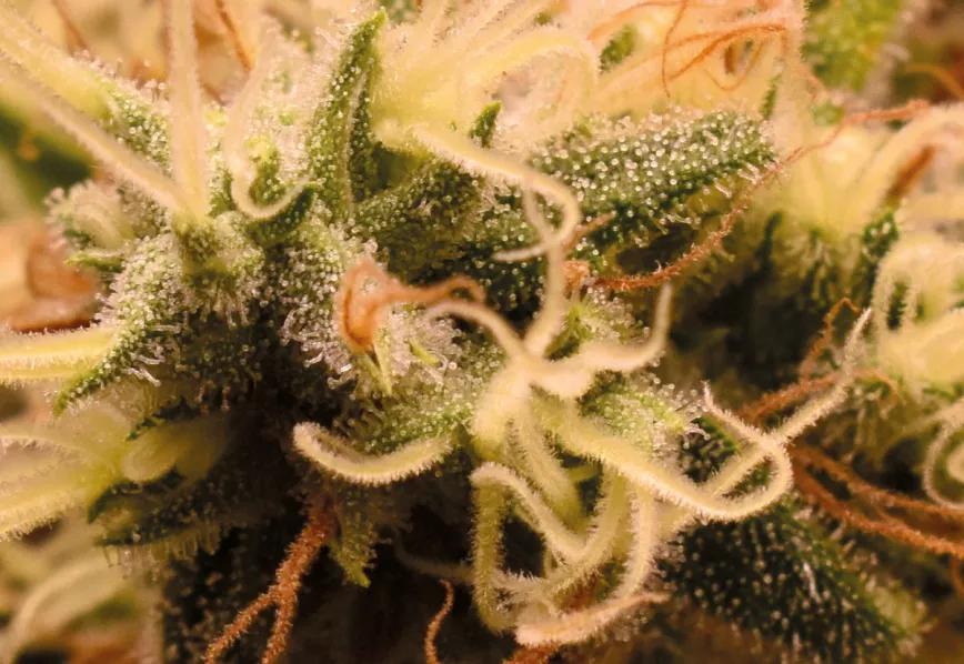 Manual de cata cannábica gourmet: la clasificación de los aromas y sabores del cannabis