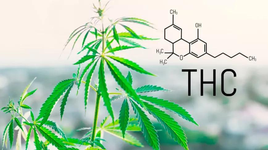 La Unión Europea aumenta el límite de THC para las semillas de cáñamo hasta el 0,3%