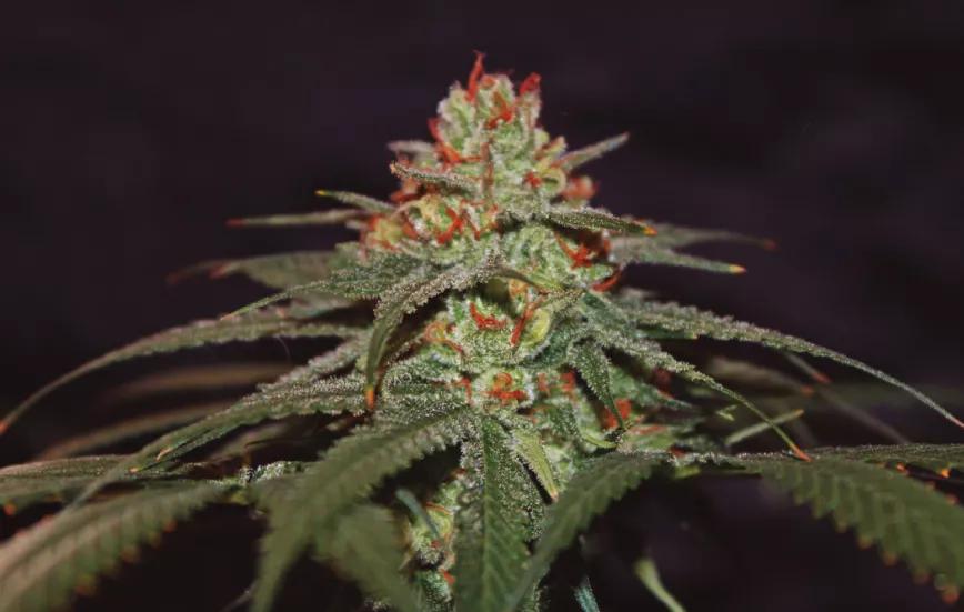 Blackberry Gum Autofloreciente: la versión automática más sabrosa de Seedstockers