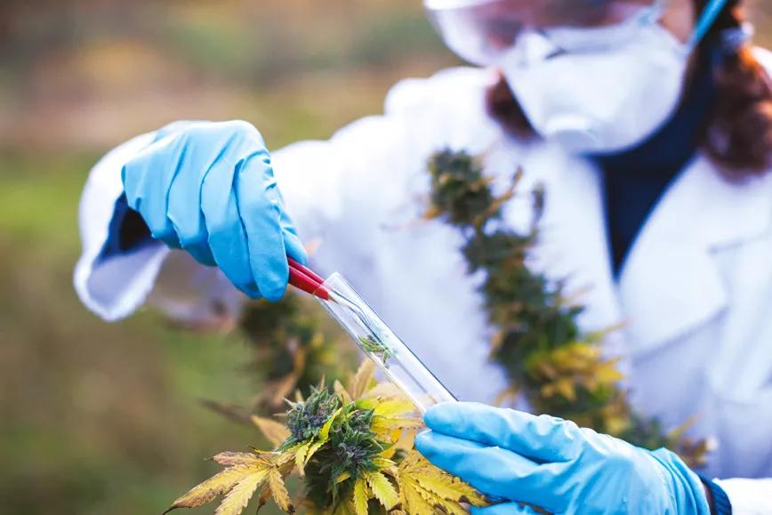 La DEA autoriza a dos empresas a cultivar cannabis para investigación federal por primera vez en 50 años