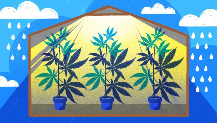 ¿Las autoflorecientes sirven en interior?