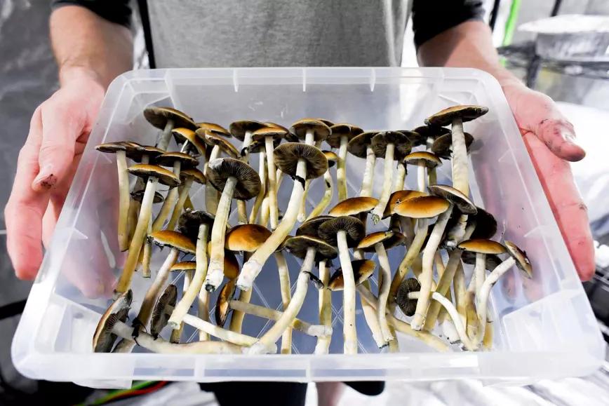 El estado de Washington discutirá una ley para regular el acceso acompañado a la psilocibina