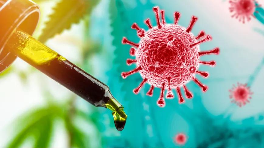 El CBDA y el CBGA resultan útiles para prevenir la infección por covid-19 en un estudio