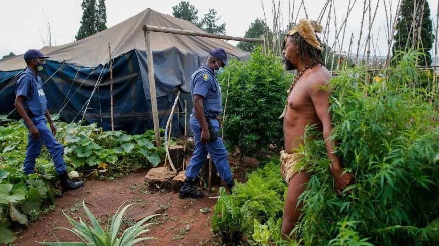 La policía de Sudáfrica detiene a un líder indígena por un huerto tradicional con cannabis