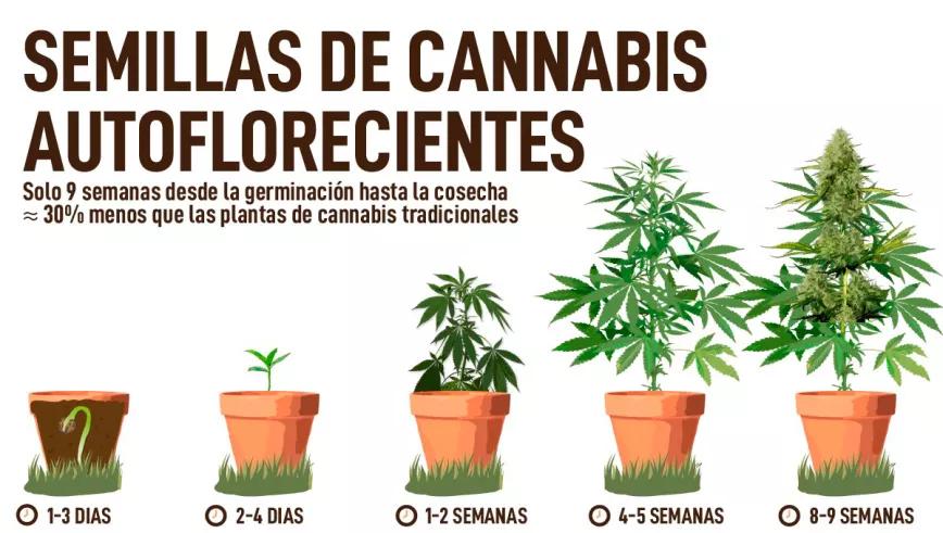 Cepas de Cannabis Autofloreciente