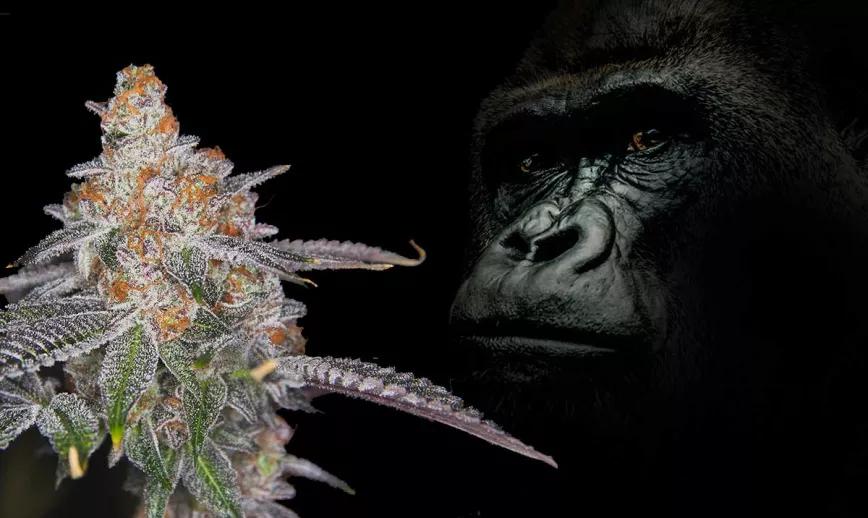 GORILLA GLUE #4: EL ORIGEN DE UNA LEYENDA