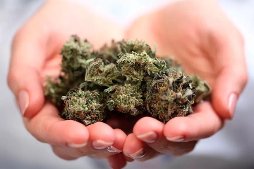 El Consejo de Estado francés suspende la prohibición de la venta de cogollos de CBD