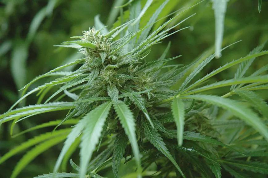 El año más cannábico: siete cosechas en un año 