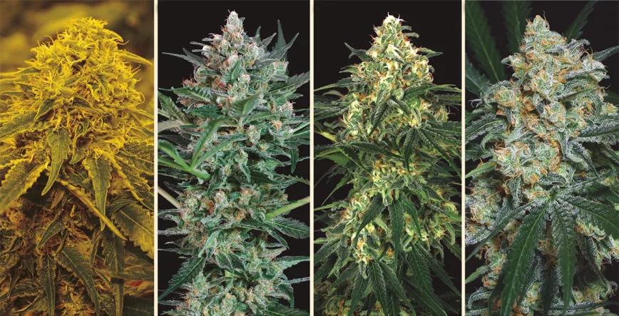 Zkittalicious Auto de Exotic Seed