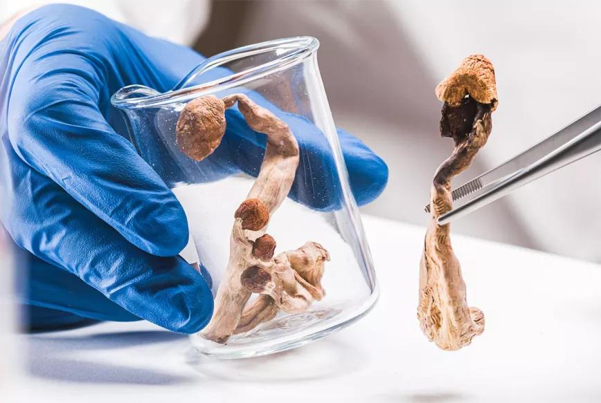 Canadá rechaza nuevas peticiones de acceso a la psilocibina para profesionales de la salud