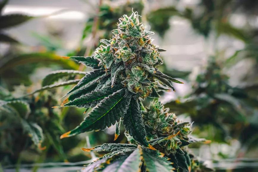 La GELATO #45 aterriza en España