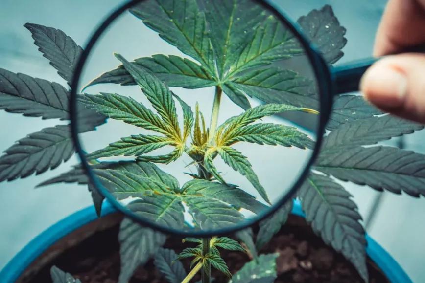 La Subcomisión será a puerta abierta y tendrá de plazo hasta el 30 de mayo